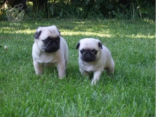 Πατημασιά Το Pug παραμένει μια από τις πιο δημοφιλείς φυλές που...
